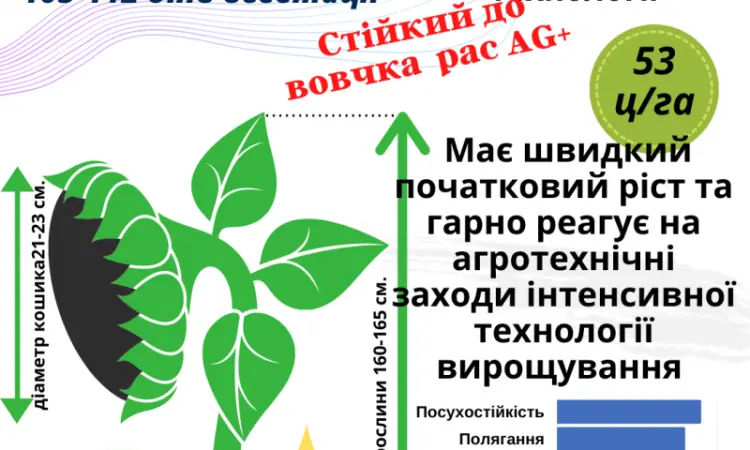 Посівний матеріал соняшника та кукурудзи - фото № 2