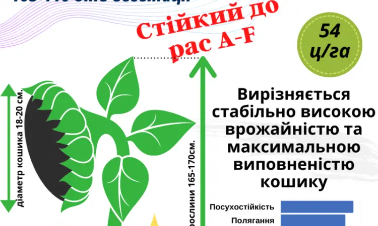 Посівний матеріал соняшника та кукурудзи - фото № 3