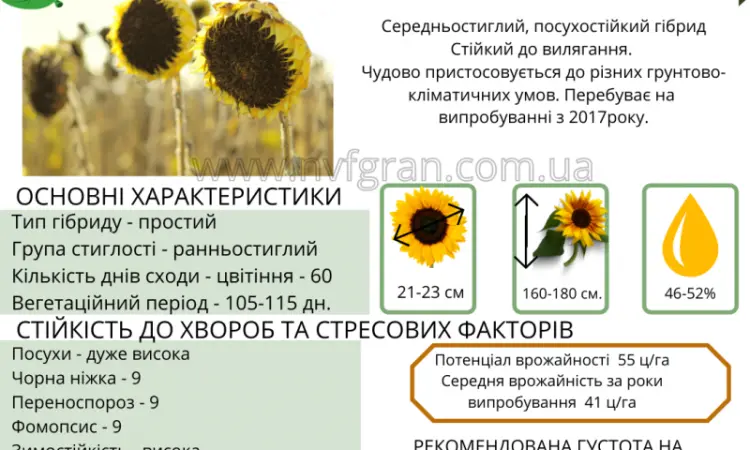 Посівний матеріал соняшника та кукурудзи - фото № 6