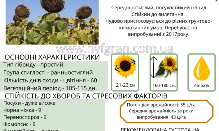 Посівний матеріал соняшника та кукурудзи - фото № 7