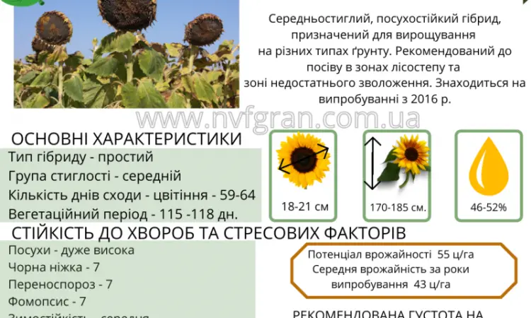 Посівний матеріал соняшника та кукурудзи - фото № 9