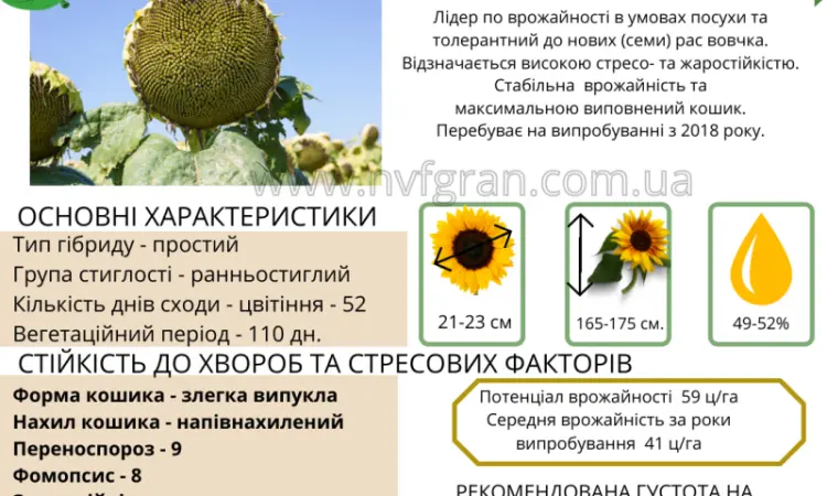 Гібрид соняшника стійкий до посухи - ФЕНІКС OR7+ - фото № 2