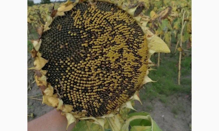 Гібрид соняшника стійкий до посухи - ФЕНІКС OR7+, НОВИНКА на ринку україни - фото № 3