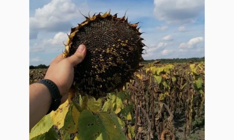 ОСМАН (115-118дн.) - Гібрид соняшника під євролайтнінг - фото № 1