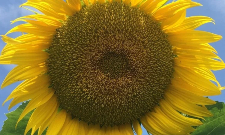 ОСМАН (115-118дн.) - Гібрид соняшника під євролайтнінг - фото № 2