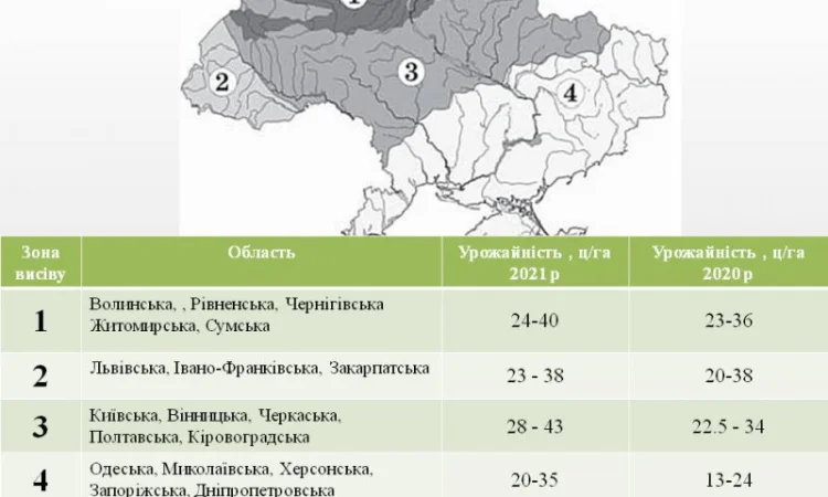 ОСМАН (115-118дн.) - Гібрид соняшника під євролайтнінг - фото № 3