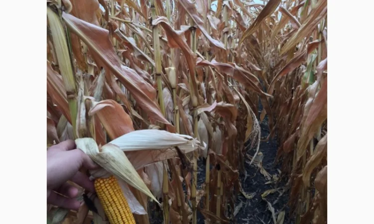 Насіння кукурудзи гібрид - Дельта (ФАО 280) - фото № 2