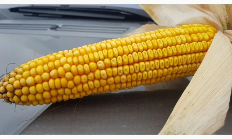 Насіння кукурудзи гібрид - Дельта (ФАО 280) - фото № 3