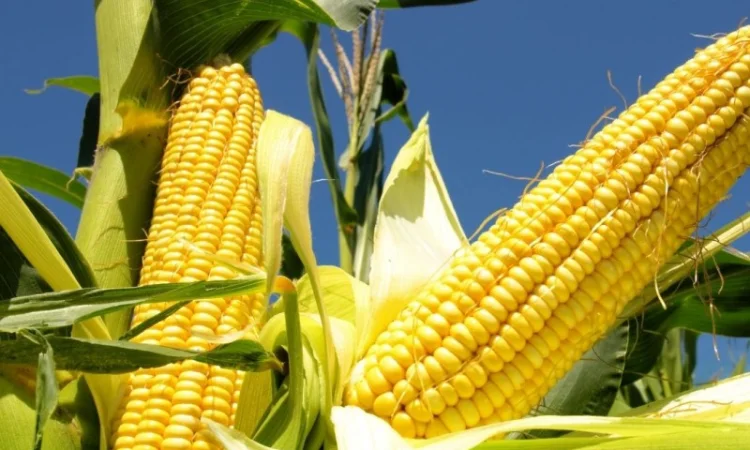 Насіння кукурудзи гібрид - Дельта (ФАО 280) - фото № 1