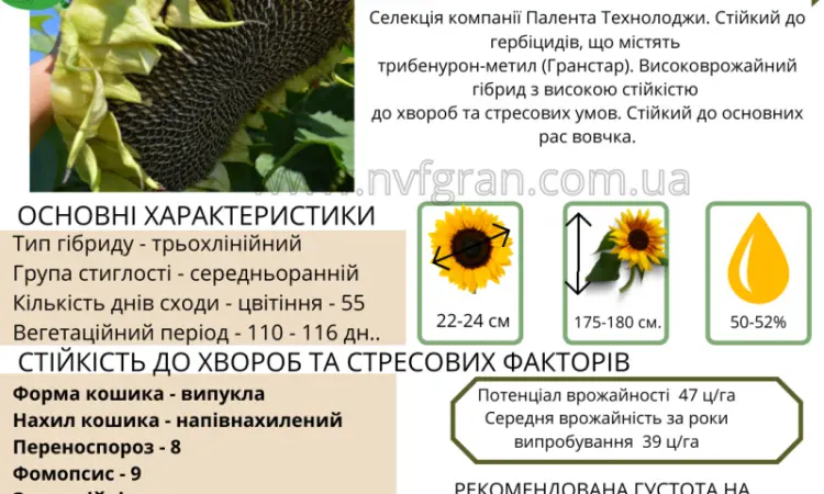 На посівну 2021 року насіння соняшника та кукурудзи за доступними цінами - фото № 12