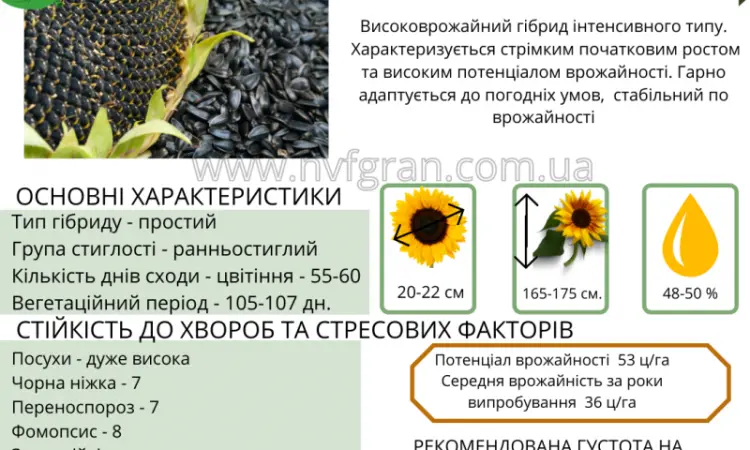 На посівну 2021 року насіння соняшника та кукурудзи за доступними цінами - фото № 9
