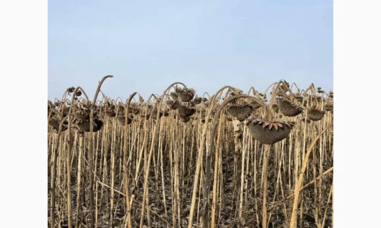 Насіння соняшника класичної технології Флоріан гібрид - фото № 2