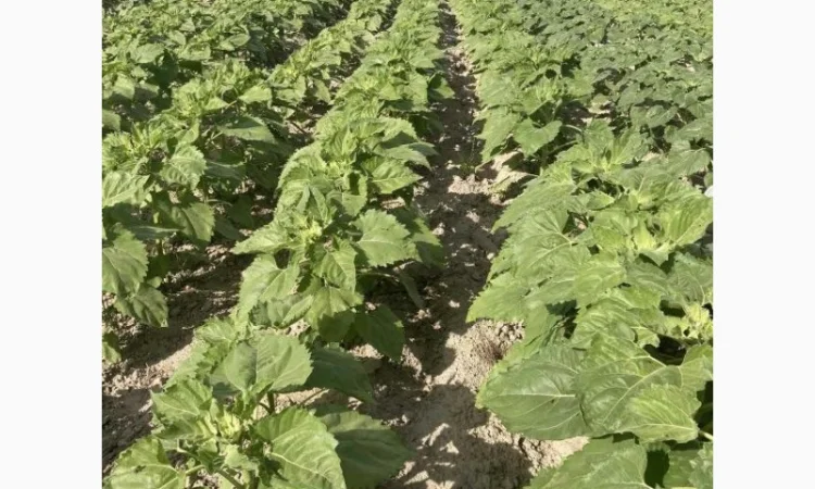 Насіння соняшника класичної технології Флоріан гібрид - фото № 4