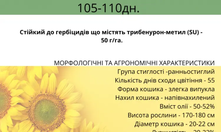 Насіння соняшника - Форест 105-110 дн. (гранстаростійкий) - фото № 2