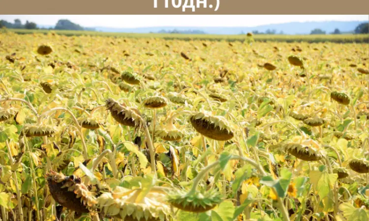 Насіння соняшника - Форест 105-110 дн. (гранстаростійкий) - фото № 3