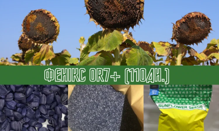 Продам! Насіння соняшника Гібрид ФЕНІКС OR7+ (110дн.) - фото № 1
