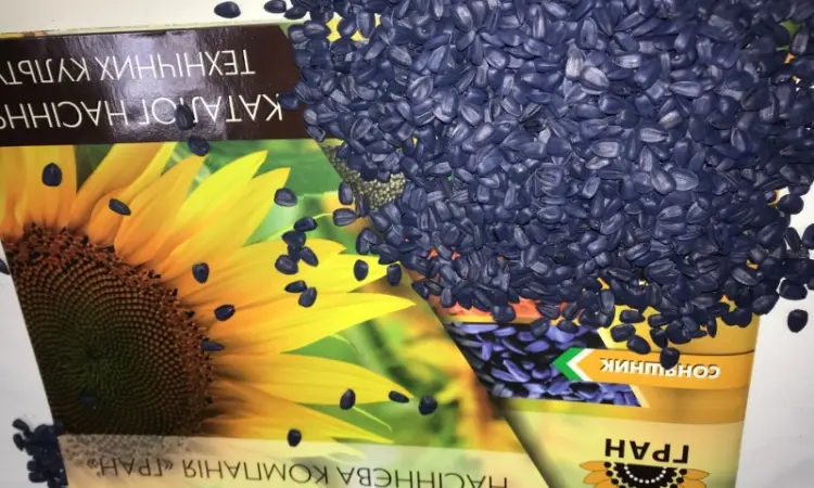 Продам! Насіння соняшника Гібрид ФЕНІКС OR7+ (110дн.) - фото № 4