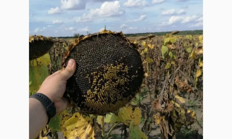 Продам! Насіння соняшника Гібрид ФЕНІКС OR7+ (110дн.) - фото № 5