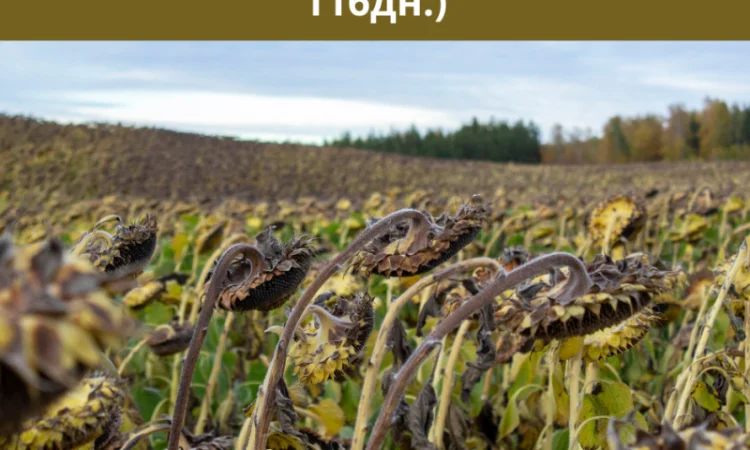 Насіння соняшника БАРСА. (SUMO) - фото № 1