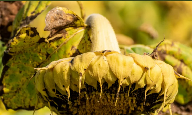 Високоврожайний гібрид соняшника - УРБАН OR7 - фото № 2