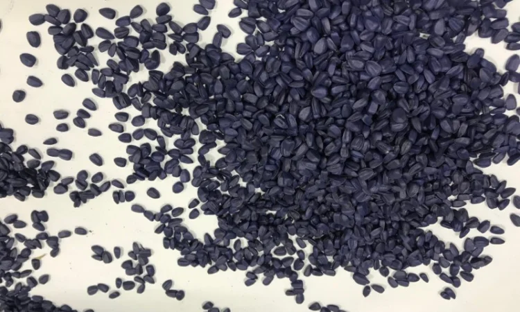 Високоврожайний гібрид соняшника - УРБАН OR7 - фото № 5