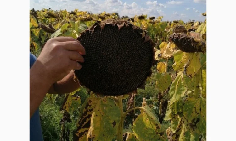 Високоврожайний гібрид соняшника - УРБАН OR7 - фото № 6