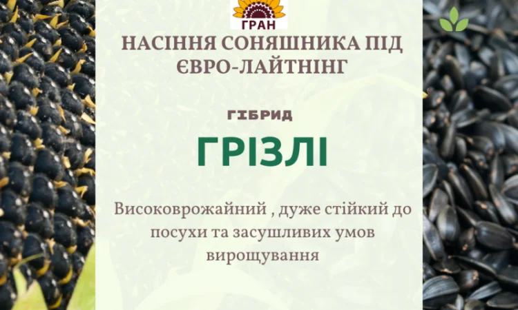 НОВИНКА 2021р. НАСІННЯ соняшника під Євролайтнінг - ГРІЗЛІ (100-107дн) - фото № 1