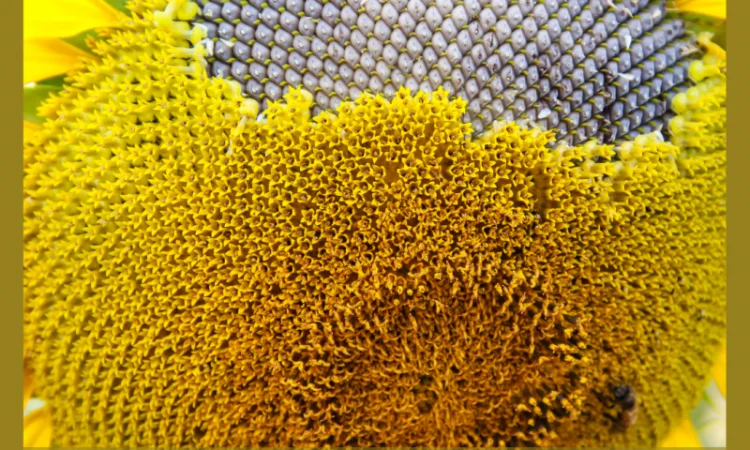 НОВИНКА 2021р. НАСІННЯ соняшника під Євролайтнінг - ГРІЗЛІ (100-107дн) - фото № 2