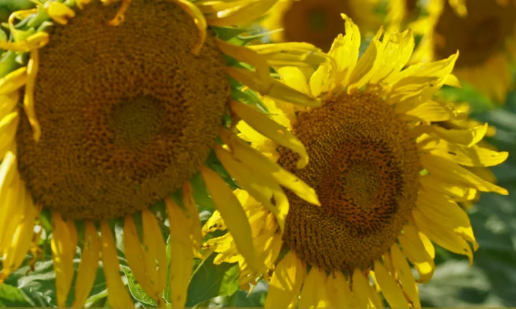 НОВИНКА 2021р. НАСІННЯ соняшника під Євролайтнінг - ГРІЗЛІ (100-107дн) - фото № 3