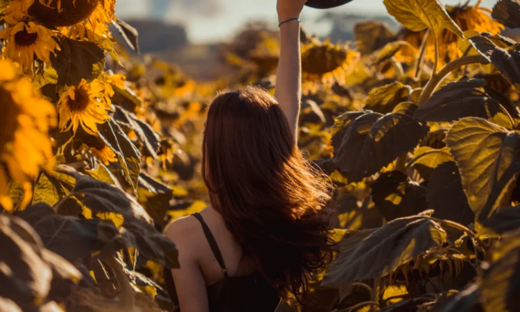 Соняшник під гранстар гібрид - УРБАН OR7(110дн) - фото № 10