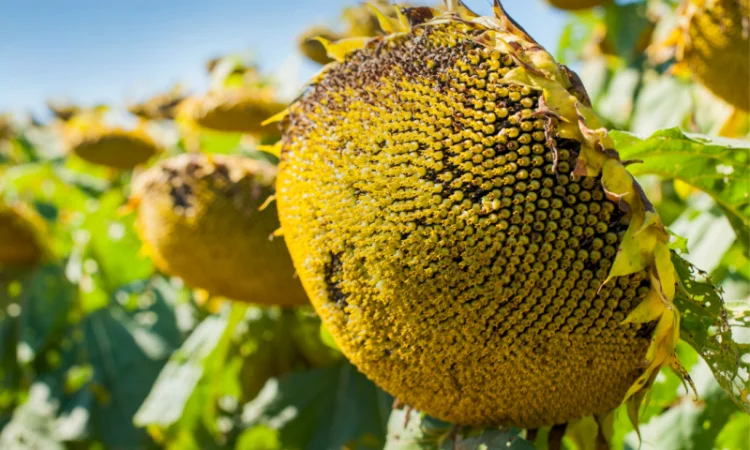 Соняшник під гранстар гібрид - УРБАН OR7(110дн) - фото № 2