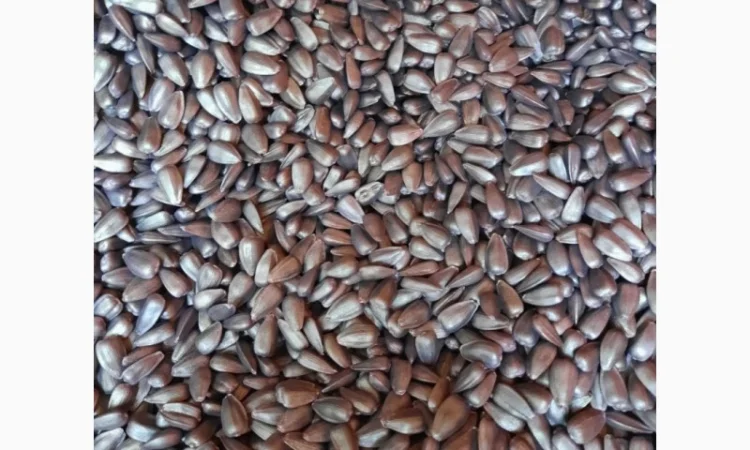 Соняшник під гранстар гібрид - УРБАН OR7(110дн) - фото № 2