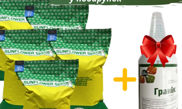 Соняшник під гранстар гібрид - УРБАН OR7(110дн) - фото № 7