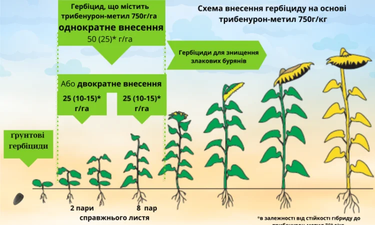 Соняшник під гранстар гібрид - УРБАН OR7(110дн) - фото № 9