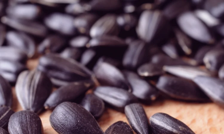 Насіння СОНЯШНИКА за цінами від виробника - фото № 10