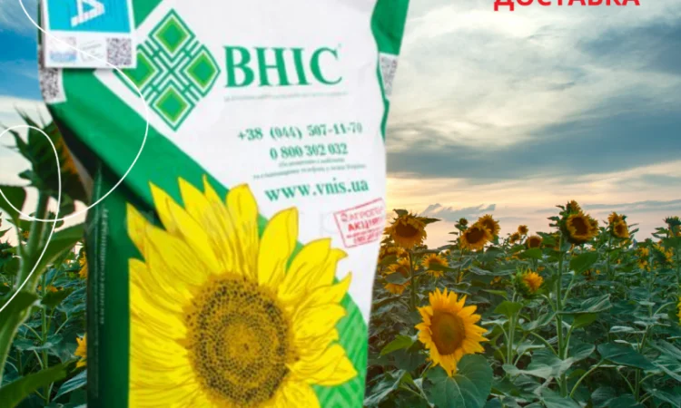 Насіння СОНЯШНИКА за цінами від виробника - фото № 3