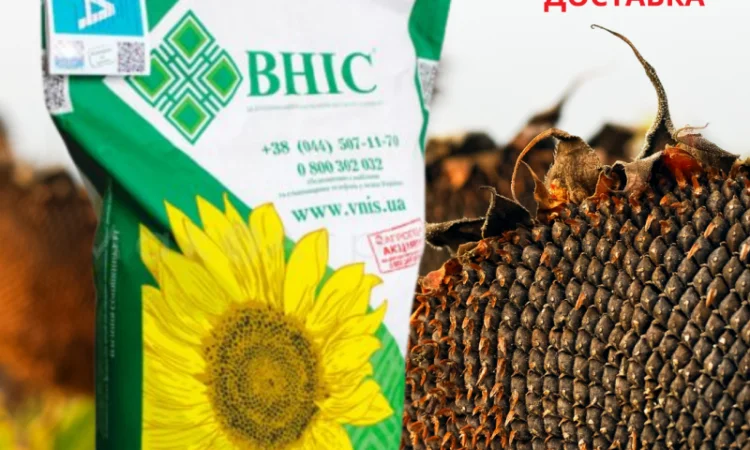 Насіння СОНЯШНИКА за цінами від виробника - фото № 7