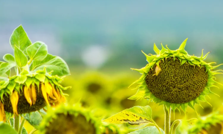 КАРАТ - насіння соняшника - фото № 3