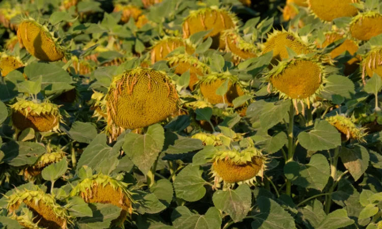 КАРАТ - насіння соняшника - фото № 4