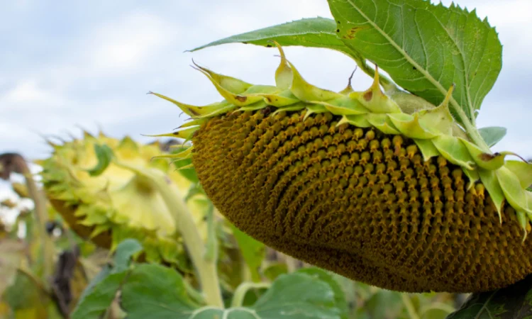 КАРАТ - насіння соняшника - фото № 5