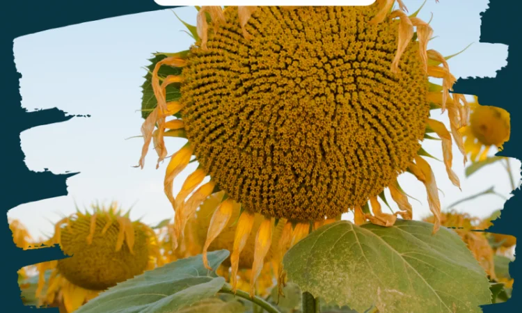 ФЕНІКС OR7 - фото № 5