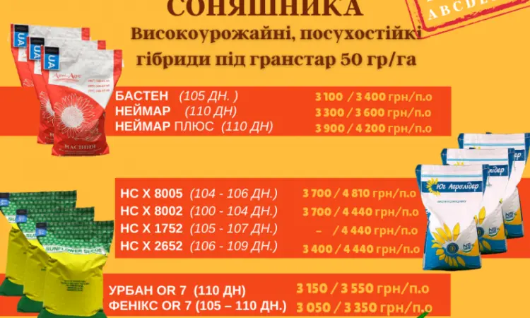Соняшник - фото № 2