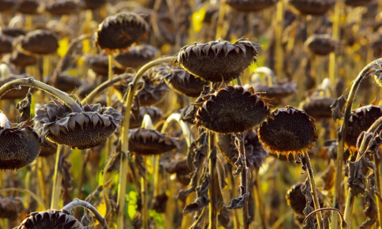 Соняшник - фото № 4