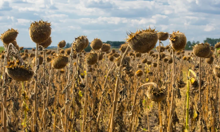 Соняшник - фото № 5