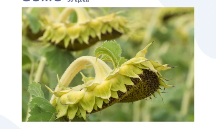 НЕЙМАР OR7" НАСІННЯ ГІБРИДУ СОНЯШНИКА - фото № 1