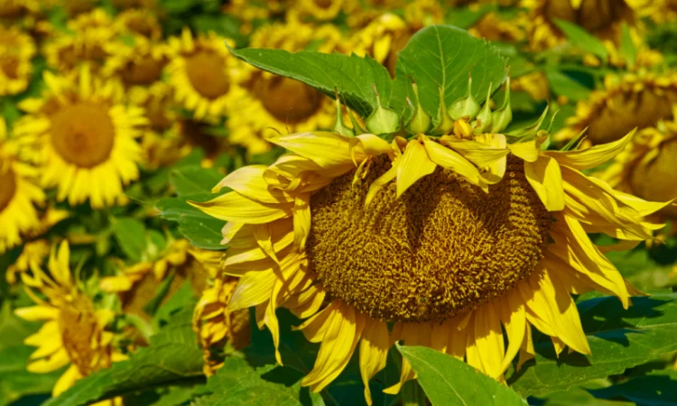 НЕЙМАР OR7" НАСІННЯ ГІБРИДУ СОНЯШНИКА - фото № 6