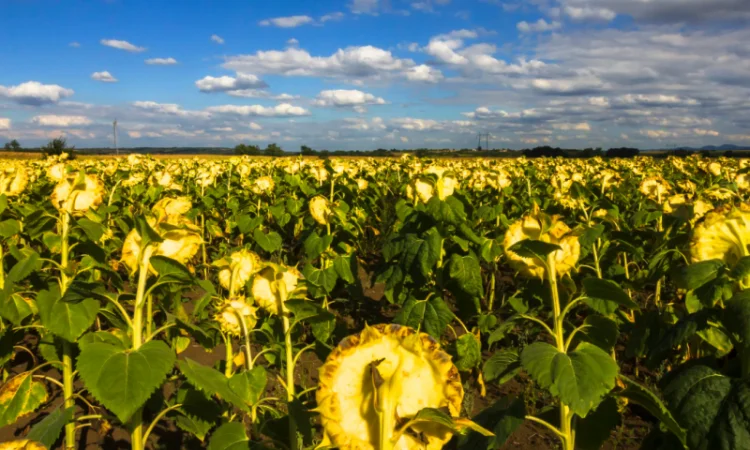 НЕЙМАР OR7" НАСІННЯ ГІБРИДУ СОНЯШНИКА - фото № 7