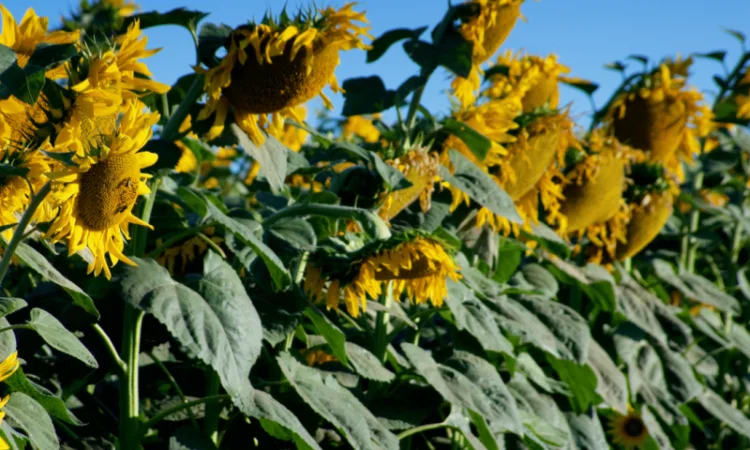 Посівний матерал соняшника - фото № 3