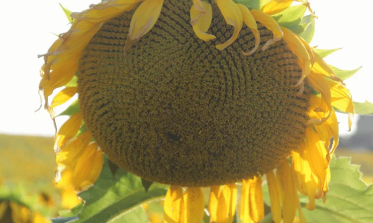 Посівний матерал соняшника - фото № 4