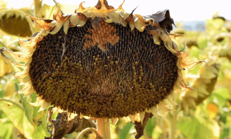 Акція! Насіння соняшника - фото № 6